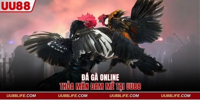 Sảnh Đá Gà Online UU88 - Thỏa Mãn Đam Mê Cá Cược 1 đá gà online